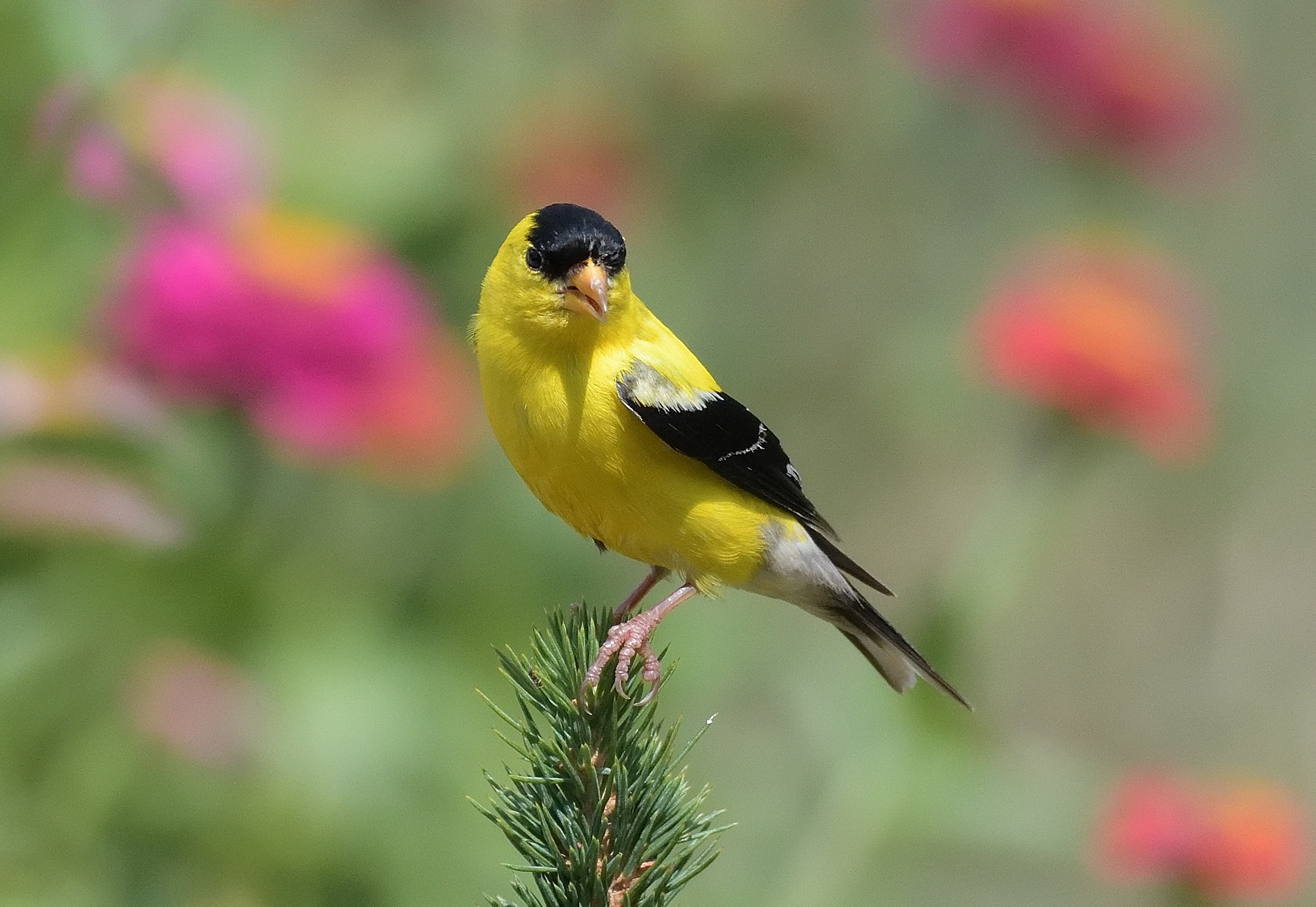 Male American Goldenfinch
