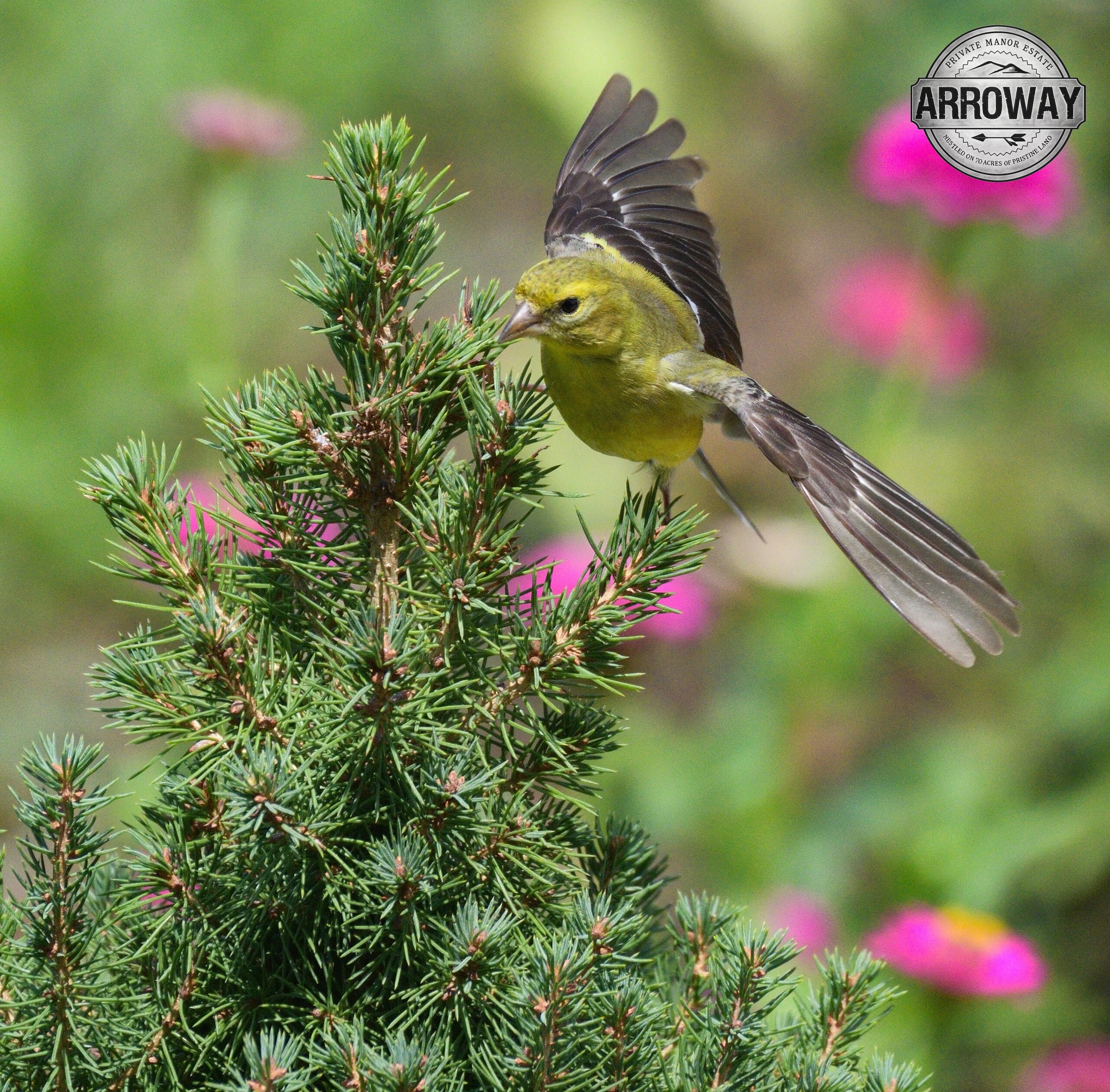 Female American Goldenfinch