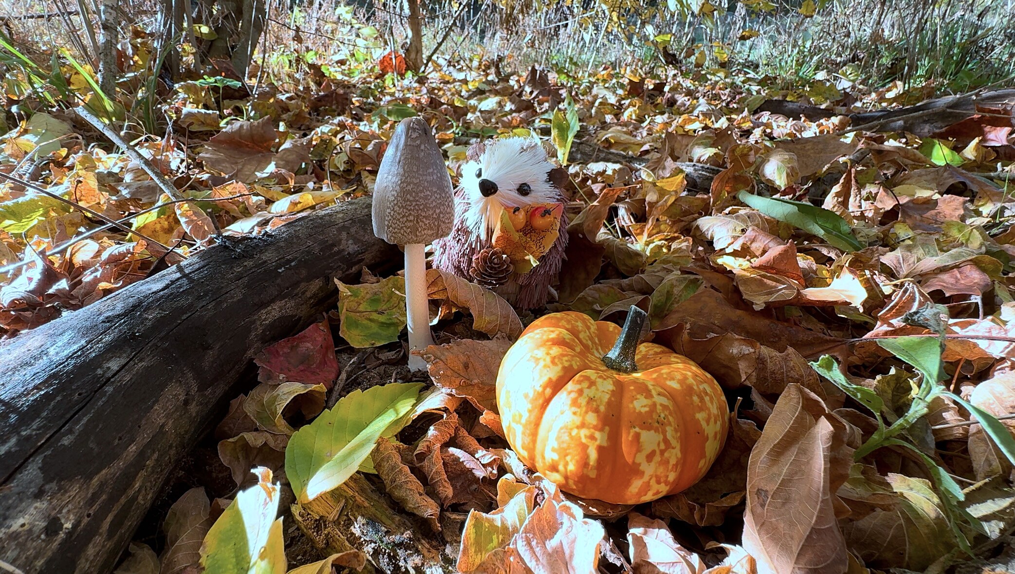 Autumn Wild Mushrooms