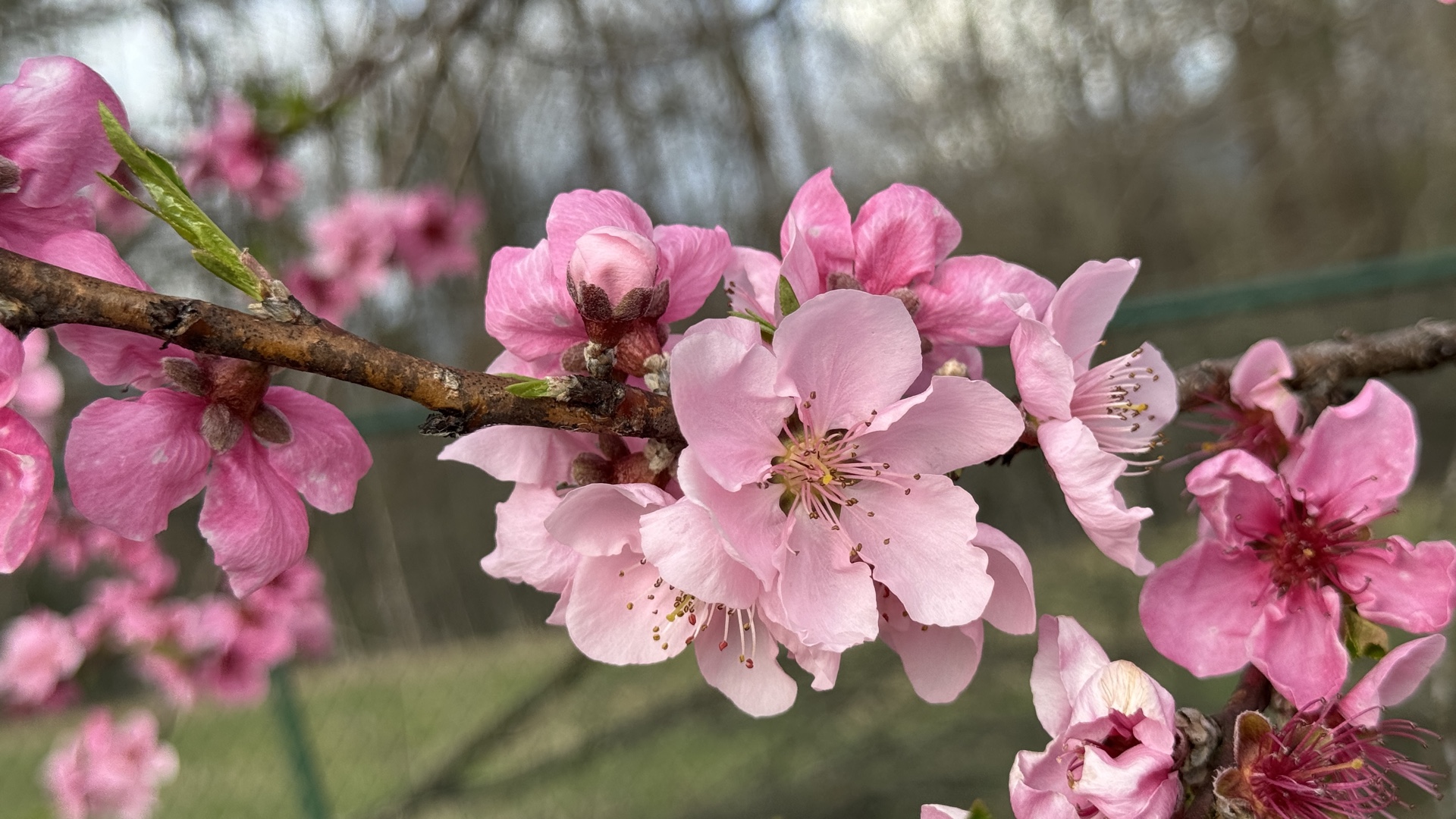Peach Blossoms