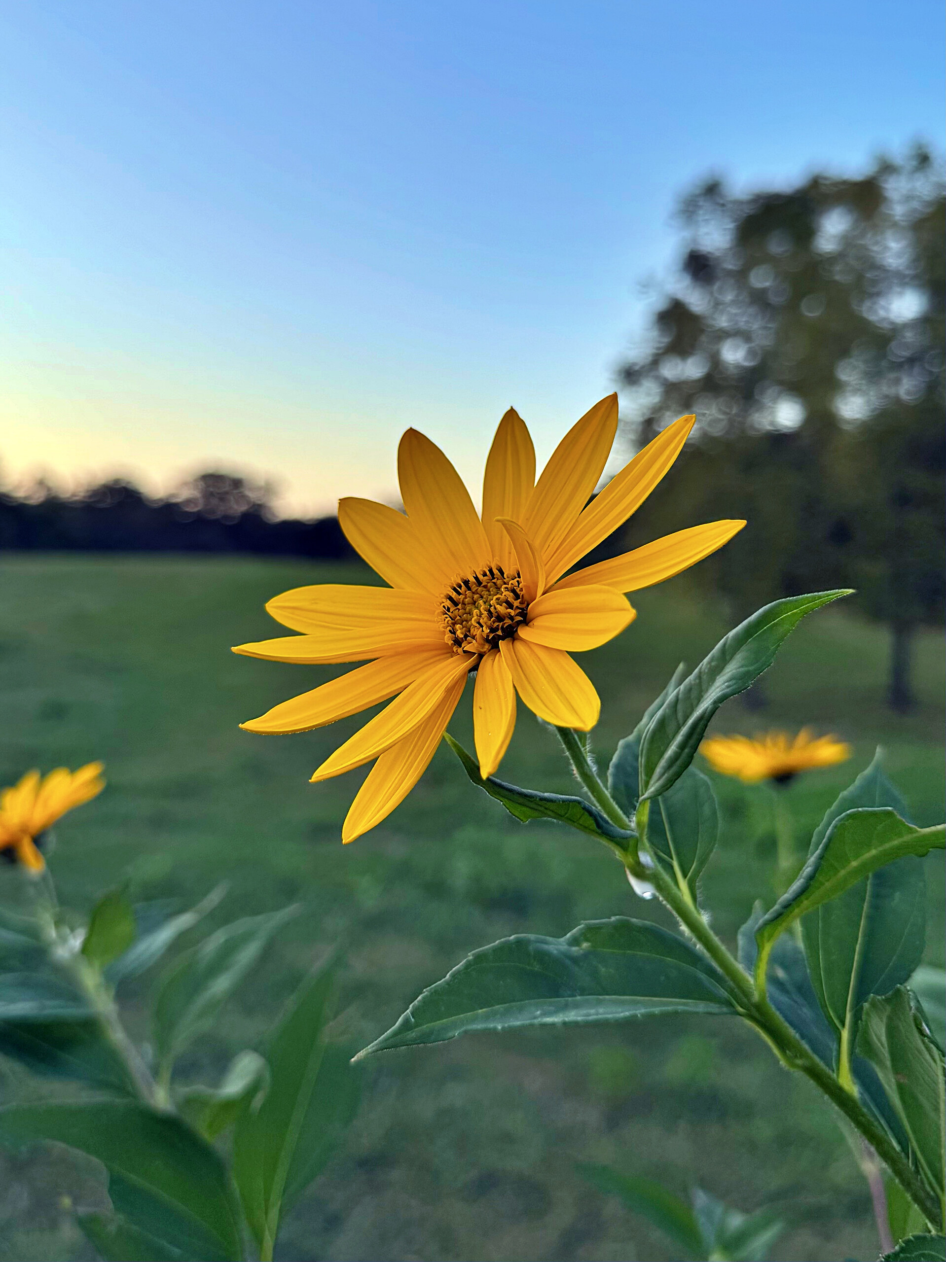 Jerusalem Artichoke Flower