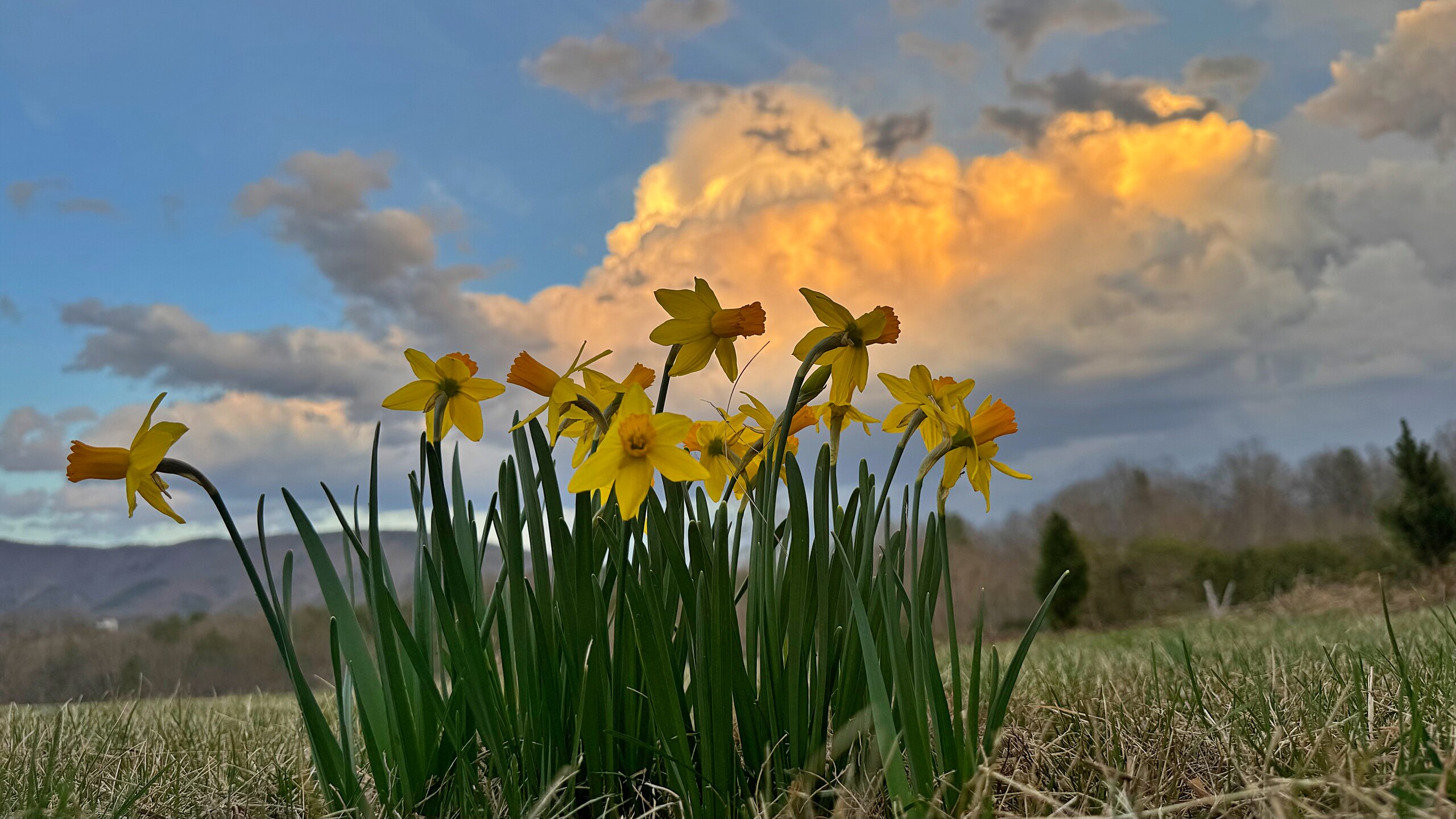 Buttercups