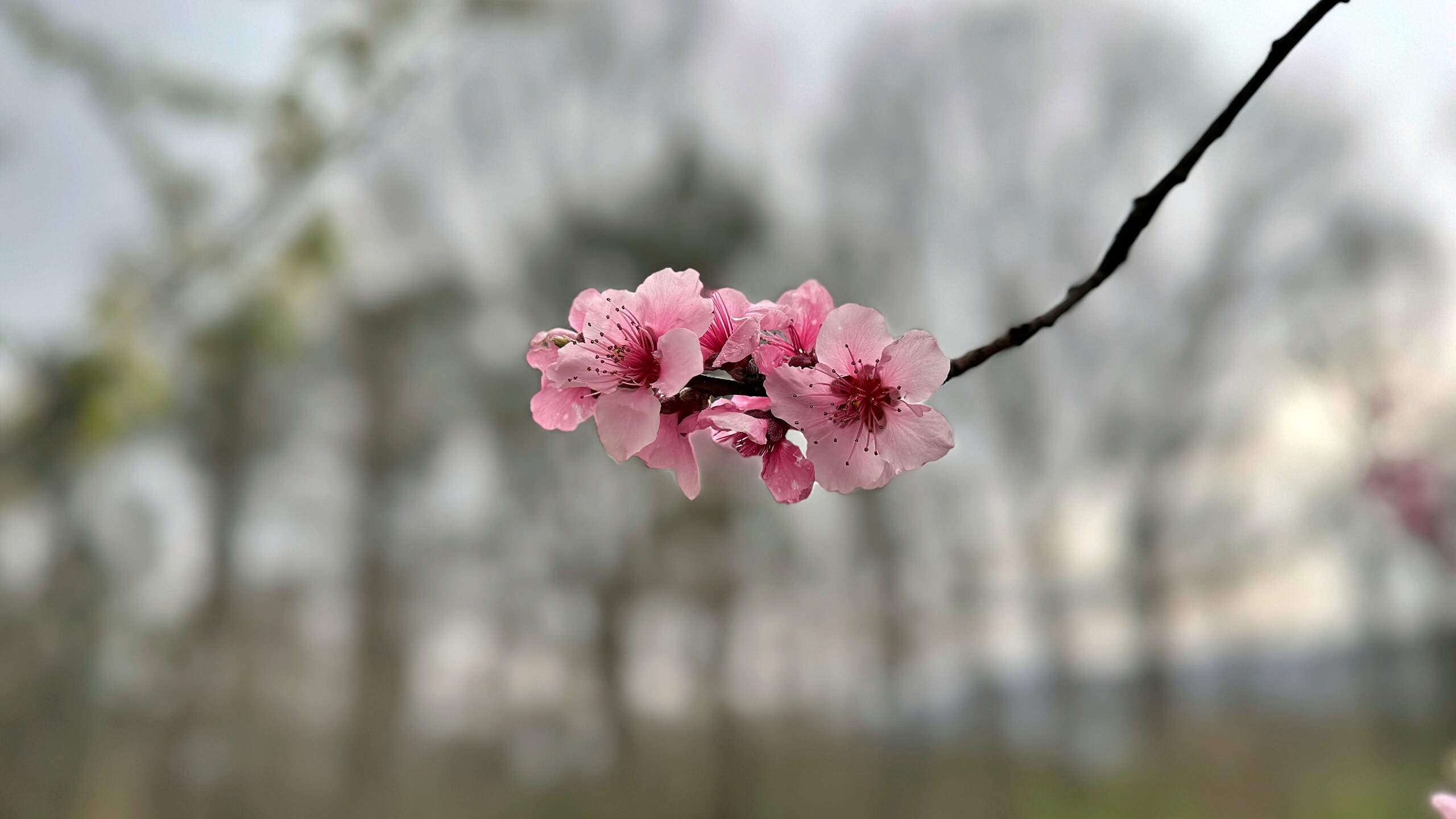 Peach Blossoms