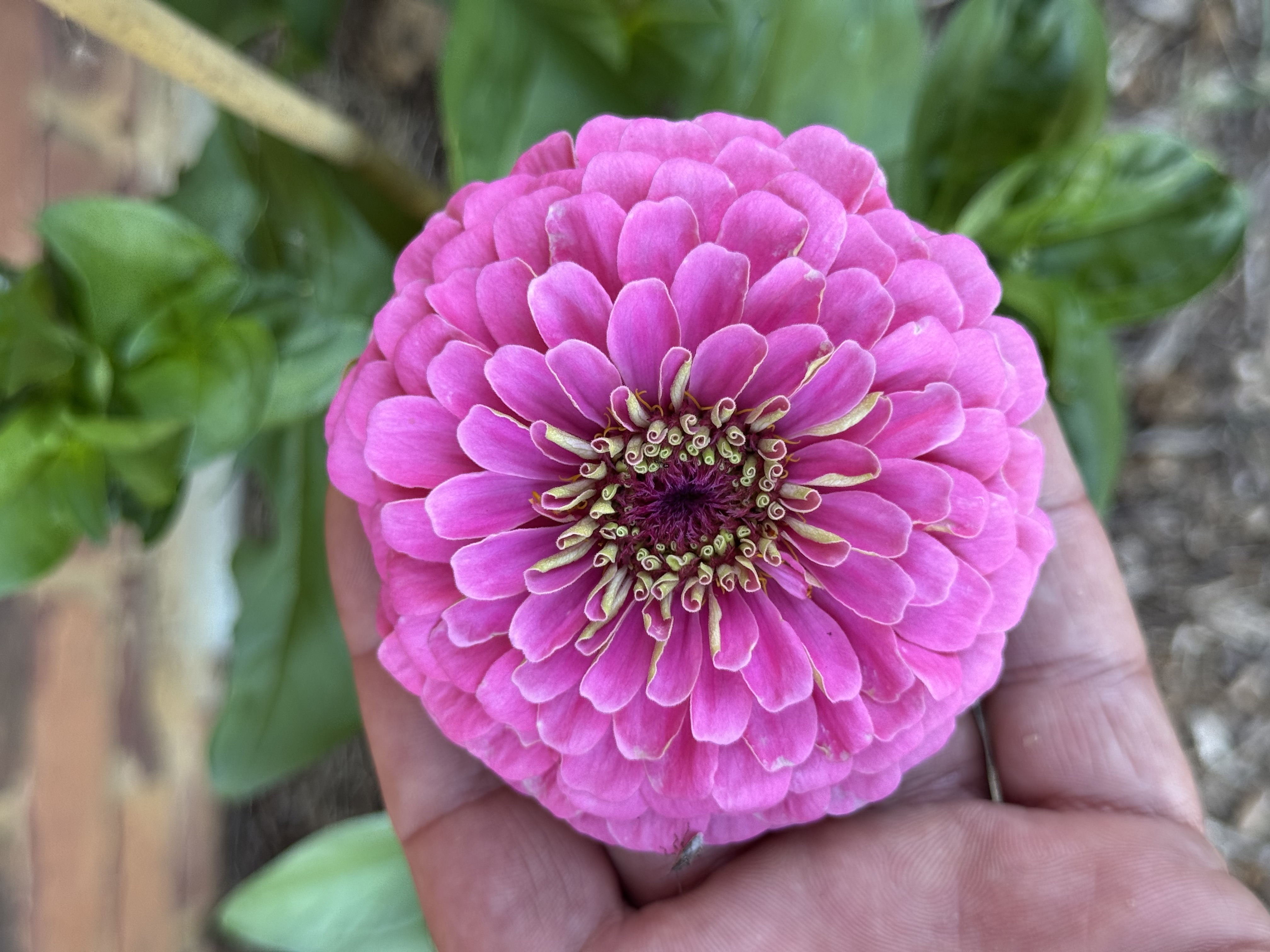 Giant zinnia flowers