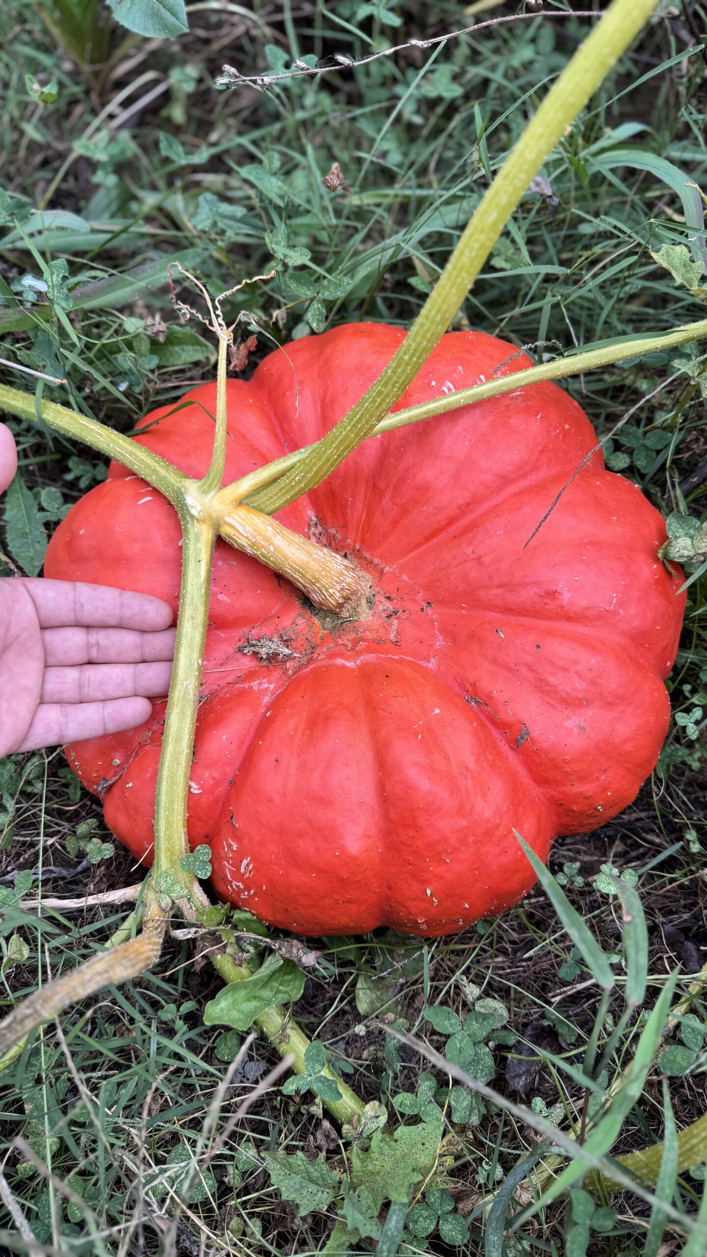 Cinderella Pumpkins