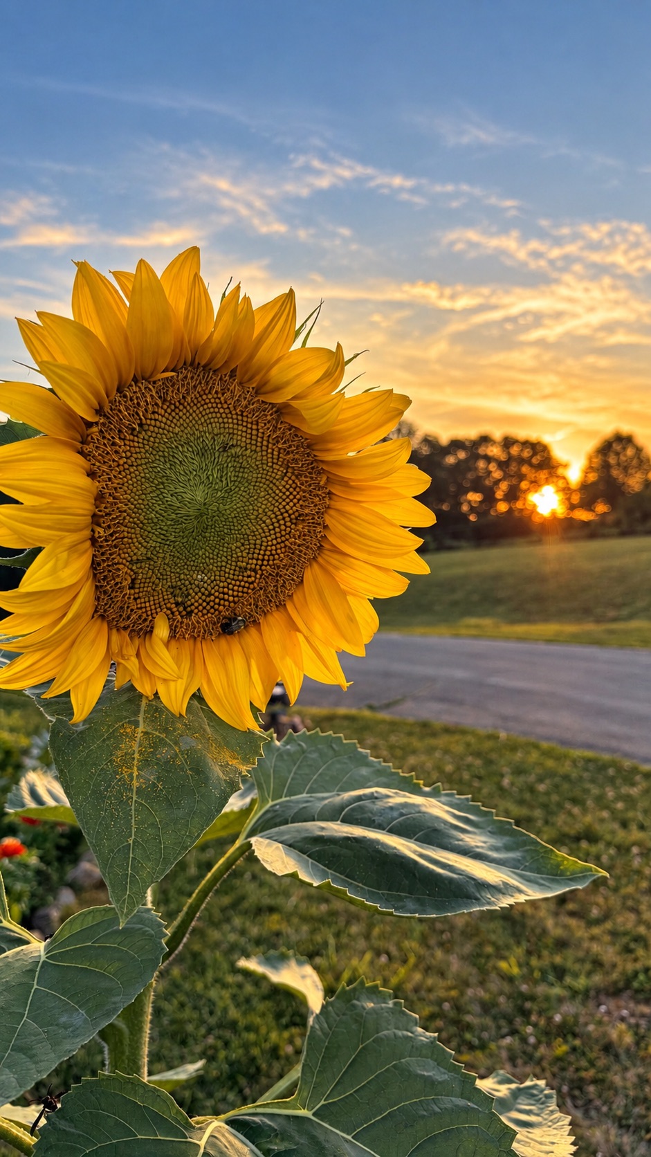 Self-Grown Sunflower