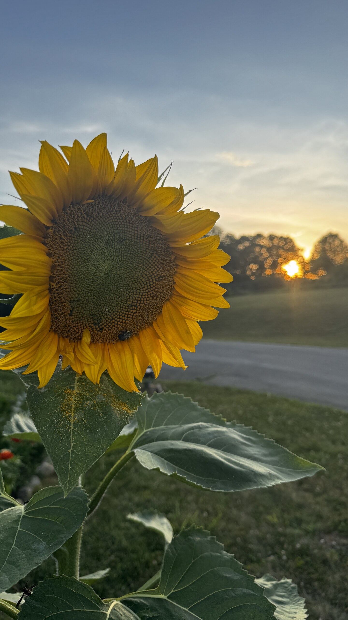Self-Grown Sunflower
