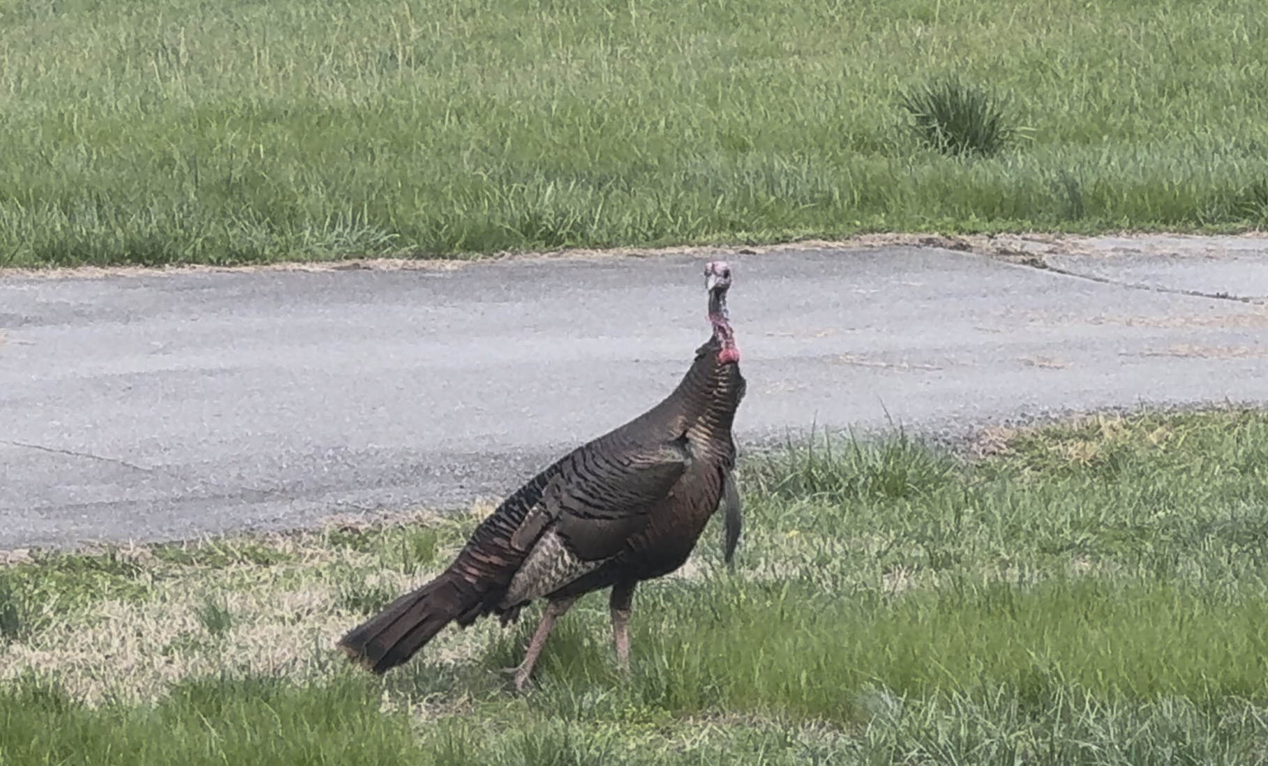 Male Wild Turkey