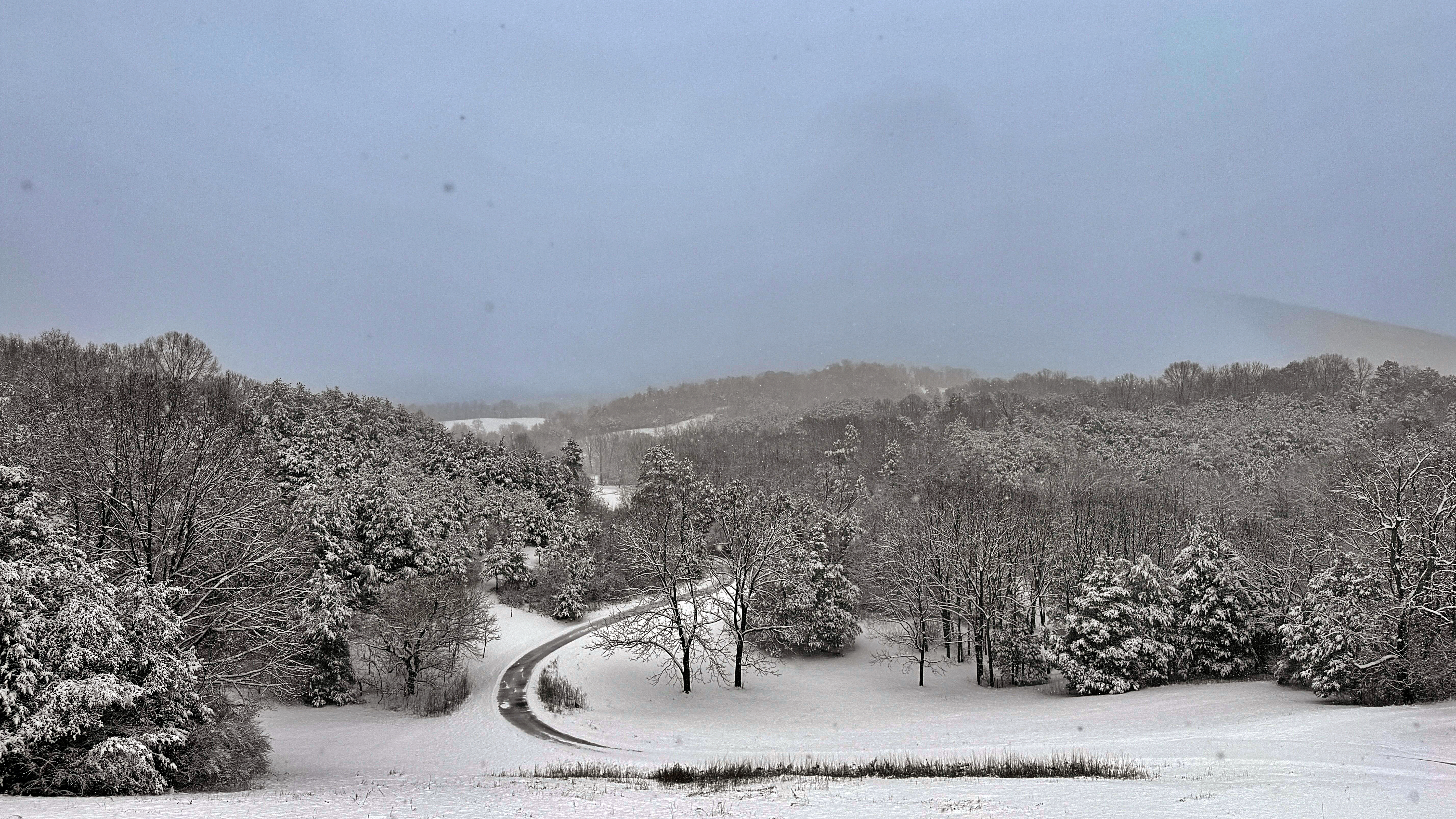 Blanketed Woodlands