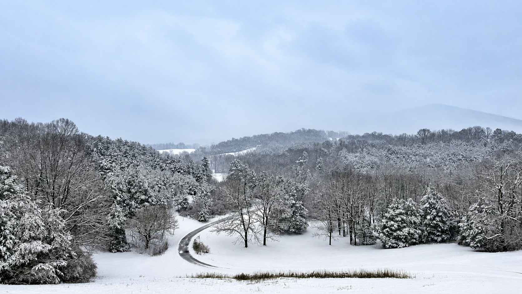 Blanketed Woodlands