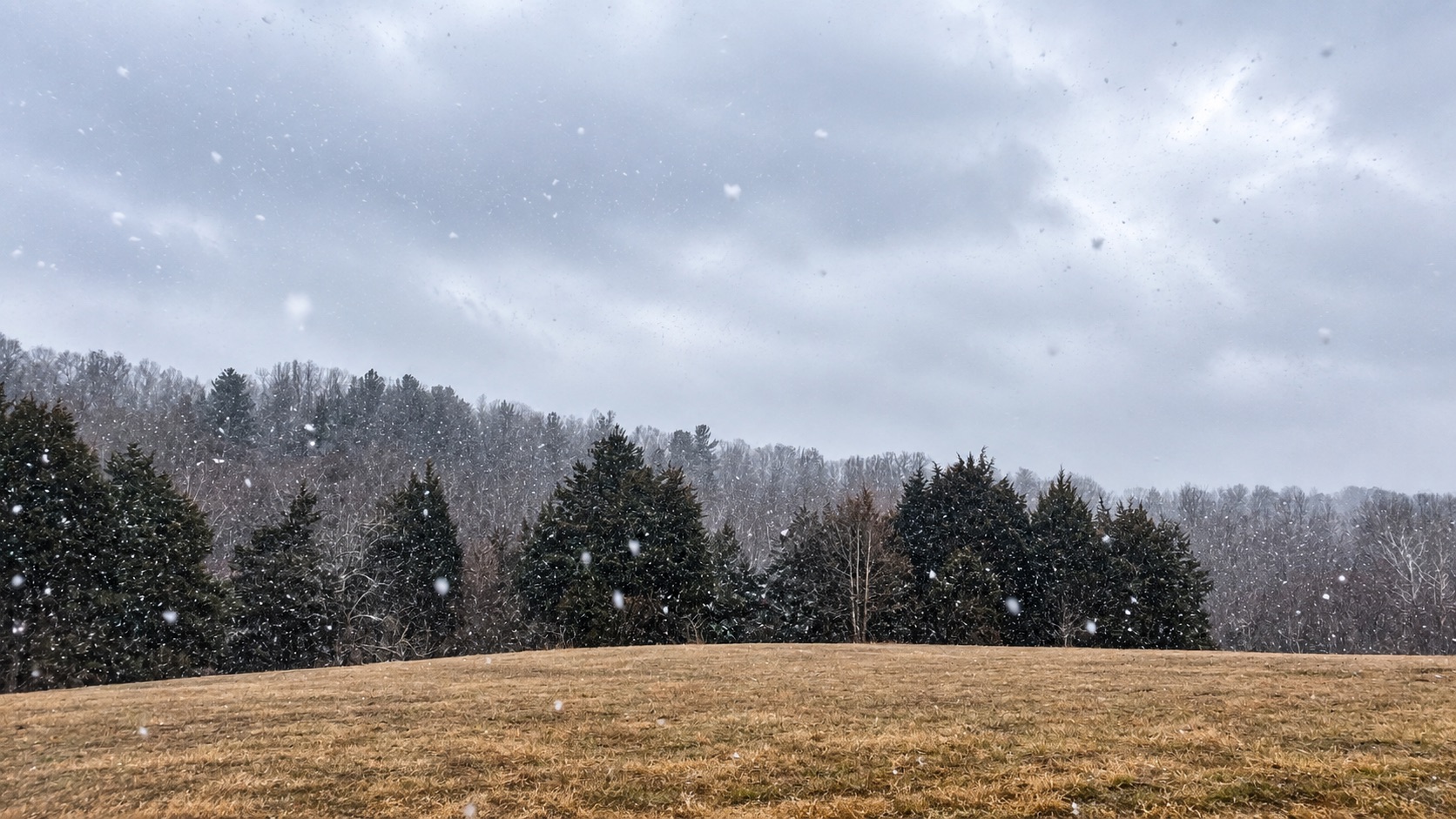 Winterfield